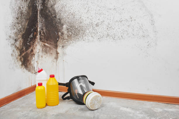Best Insurance-Related Mold Remediation in Port Barrington, IL