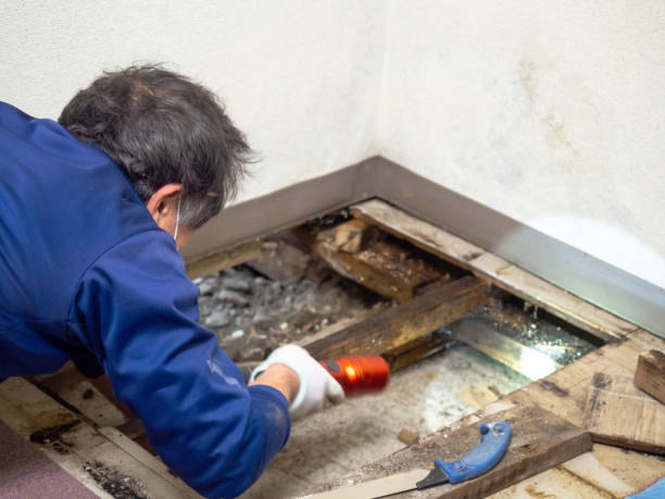 Professional Mold Remediation in Port Barrington, IL