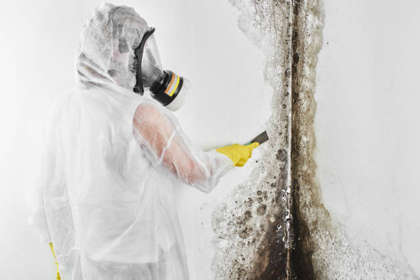 Best Bathroom Mold Remediation in Port Barrington, IL