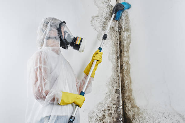 Best Mold Testing and Inspection Services in Port Barrington, IL