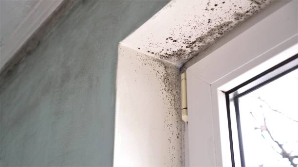 Best Mold Remediation for Specific Building Types in Port Barrington, IL