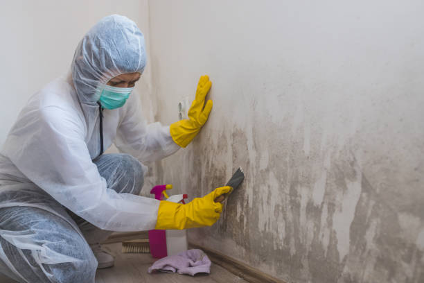 Best White Mold Remediation in Port Barrington, IL