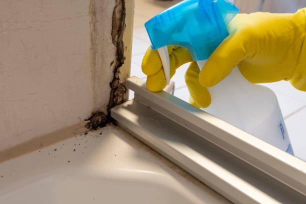 Best DIY Mold Remediation Support Services in Port Barrington, IL