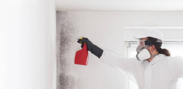 Best Health and Safety Mold Remediation in Port Barrington, IL