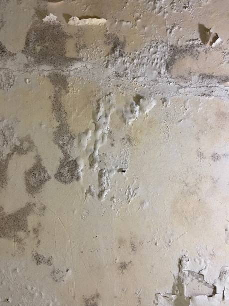 Best Residential Mold Remediation in Port Barrington, IL