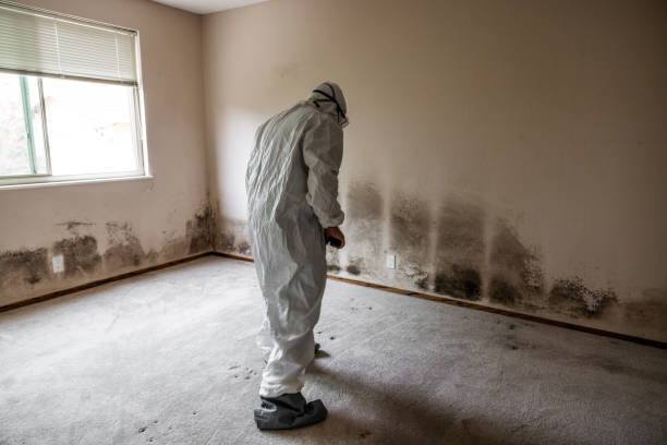 Best Commercial Mold Remediation in Port Barrington, IL