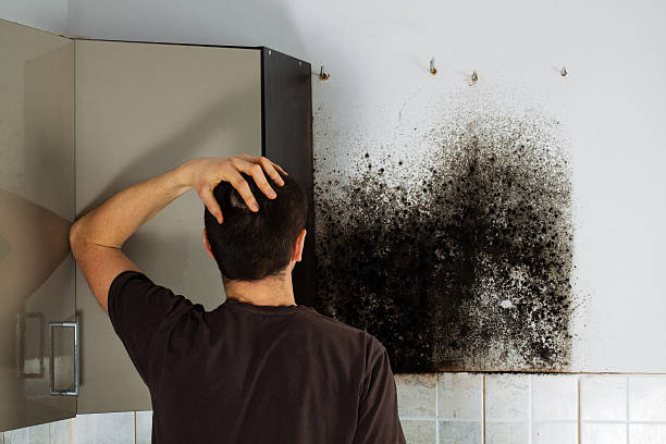 Reliable Port Barrington, IL Mold Remediation Solutions