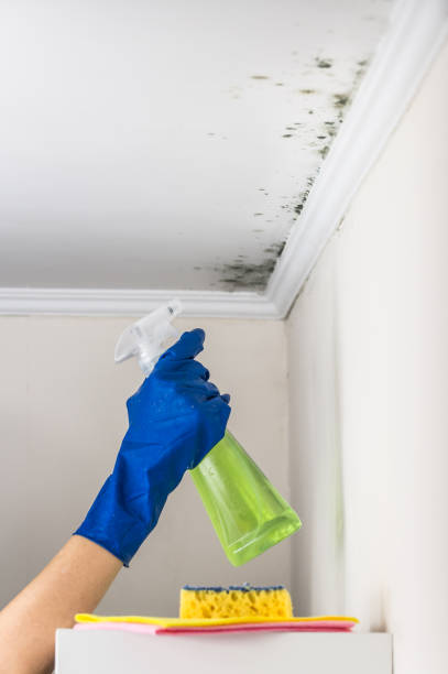 Best Industrial Mold Remediation in Port Barrington, IL